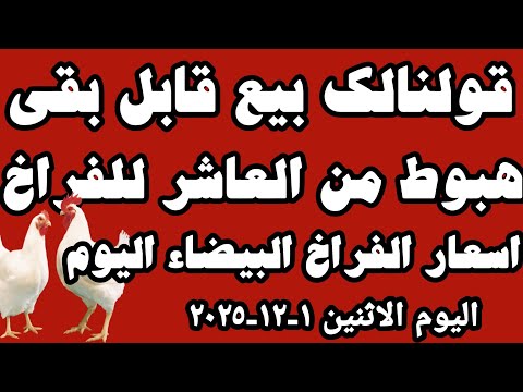 اسعار الفراخ البيضاء اليوم سعر الفراخ البيضاء اليوم الاثنين ١ ١٢ ٢٠٢٥ في المحلات في مصر