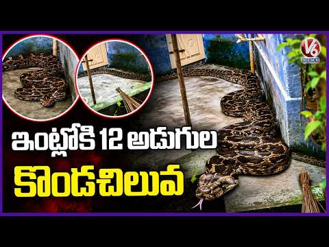 12 Feet Huge python Spotted In A house At mandamarri | V6 News