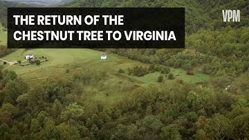 Chestnut Trees Are Returning to Forests