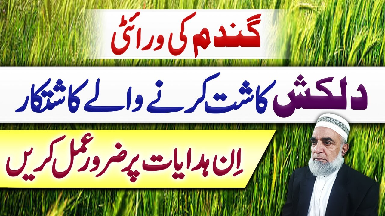 Tips for better yield of Dilkash wheat variety || Crop Reformer