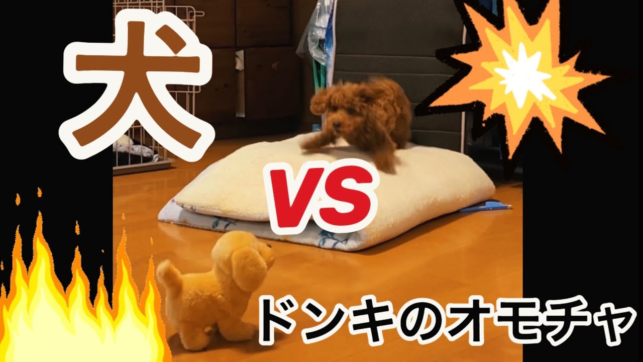 ドンキホーテの遊んでワンワンと愛犬を2人っきりにしてみたら Youtube ドンキホーテの遊んでワンワンと愛犬を2人っきりにしてみたら Youtube