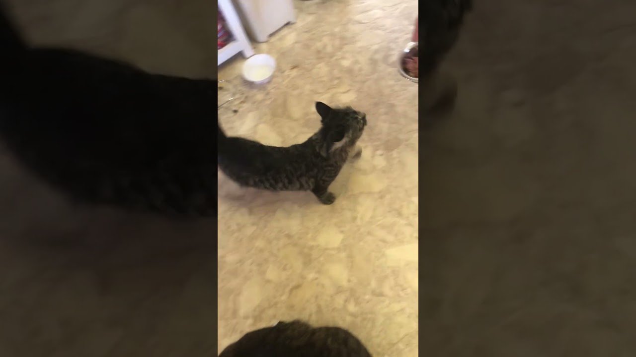 Teach your cat to roll over in a  week or two. Follow and subscribe. Easy Lessons to come.