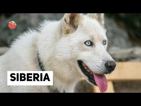 Video: 50 nombres para perros con patas blancas