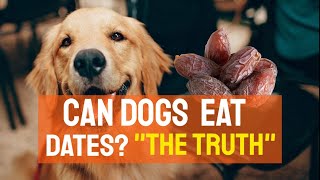 CAN DOGS EAT DATES? 🐶What you should know Are Dates Harmful To Dogs