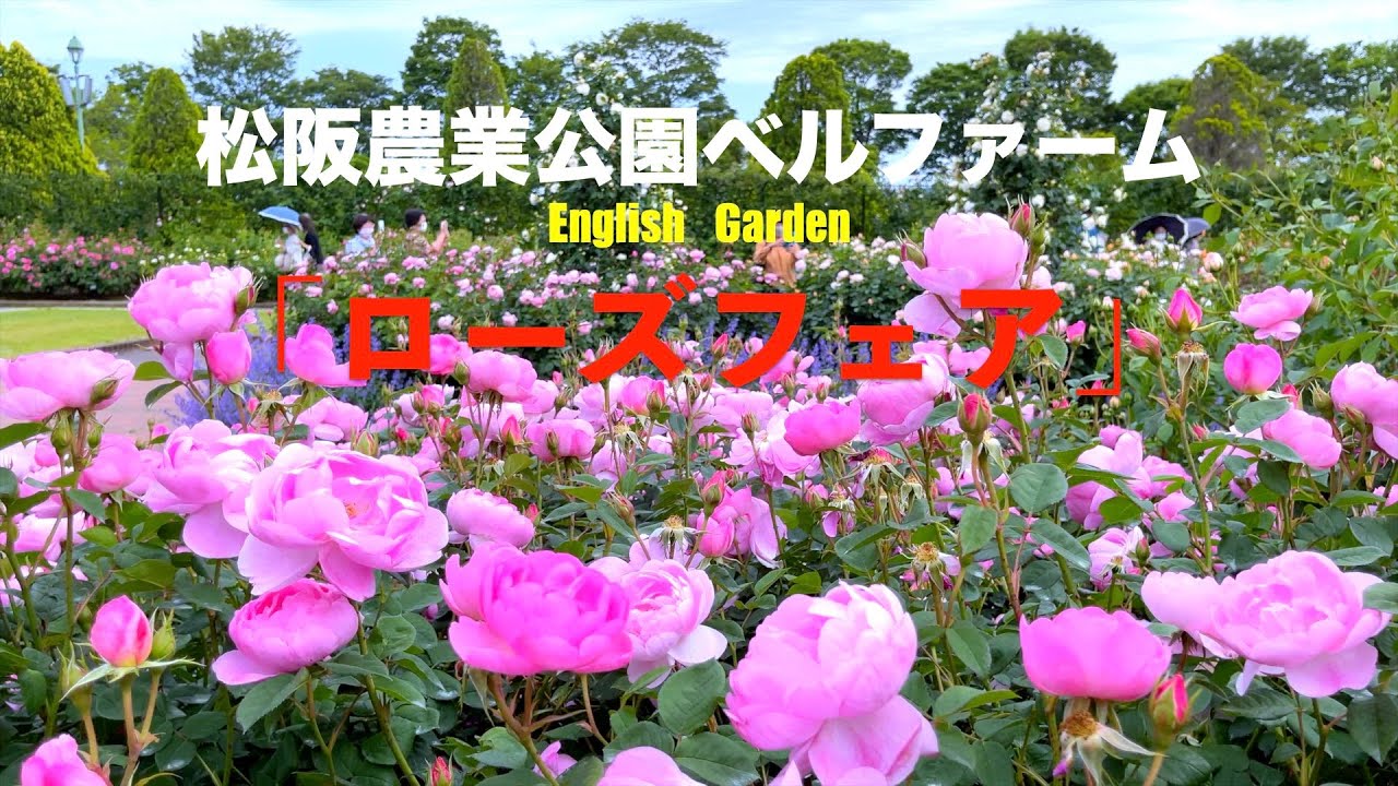 松阪農業公園ベルファーム ローズフェア 四季咲き Youtube
