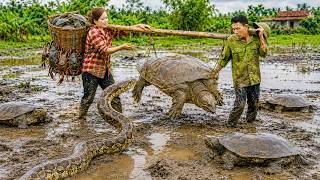 72 Hours Survival: Catching a 100KG Softshell Turtle to Sell—Then a Giant Python Appears! News