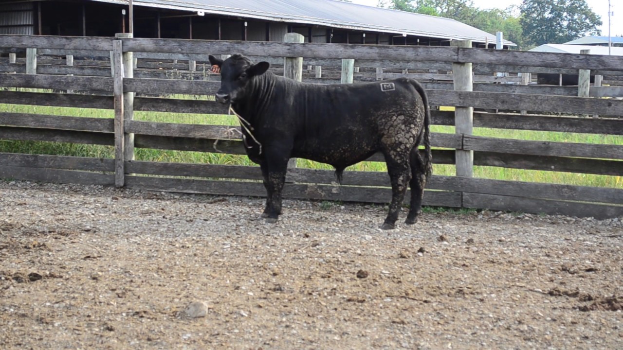 2019 Fall Bull Sale Tag 836