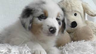 Australian Shepherd puppies - 6 weeks old by Miley Der Shepherd 1,042 views 4 years ago 3 minutes, 9 seconds