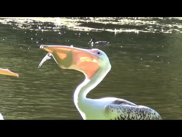 ПЕЛИКАН В ДЕЛЕ - огромная птица-тяжеловес, которая которая пробует съесть  все что движется! - YouTube
