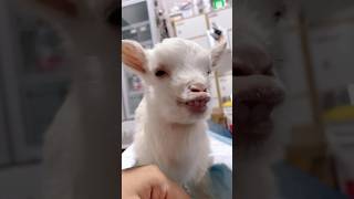 Funny Baby Goat Sound