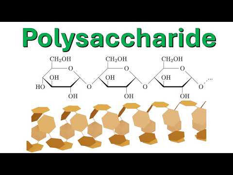 Polysaccharide wie Stärke und Cellulose und ihre Eigenschaften visuell erklärt
