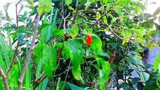 TASYA ROSMALA - DELIMA-TAJAMNYA KARANG-CAMELIA - OM ADELLA FULL ALBUM 2025