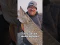 So sehen Winterhechte aus 😎 #zeckfishing #deadbait #hechtangeln