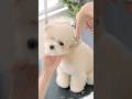 How to become a baby bear / 流行りの子ぐまカットはこう作る！ #shots