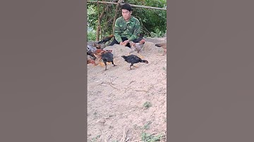 Hlau youtube cho gà ăn tối.Hlau youtube pub qaib qus qaib hmoob