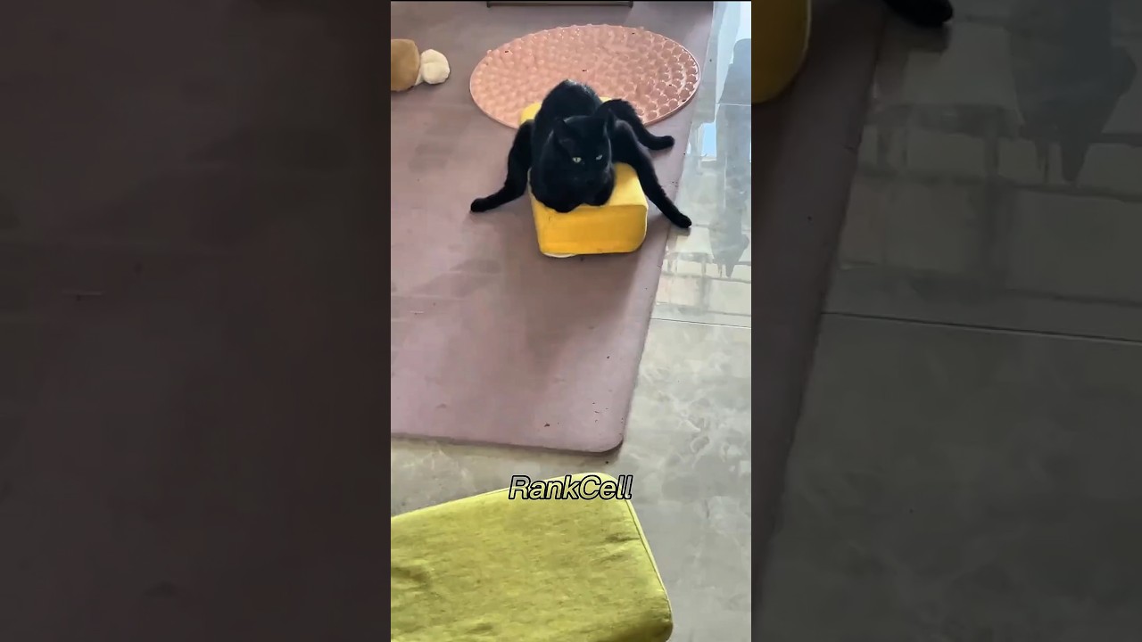 Funny Cat Moments Compilation 🙀 #cats #funnyanimals