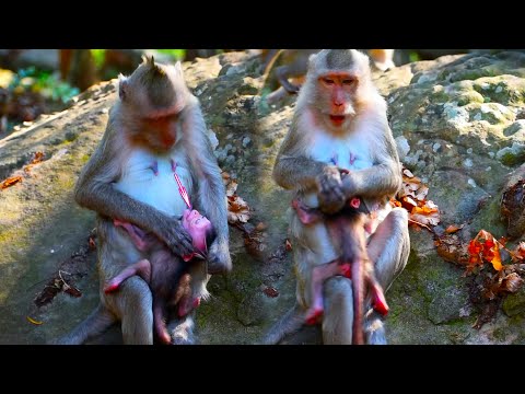 Incredible Monkey! Amazing Mom Trying To Stop Breastfeeding. Very Pity Baby Monkey