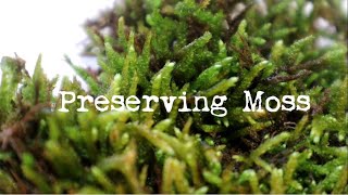 Easy Moss Preservation Tutorial