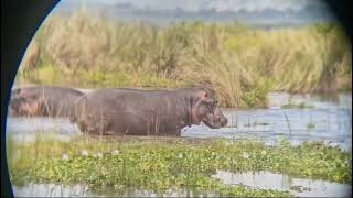 hippo killing baby hippo