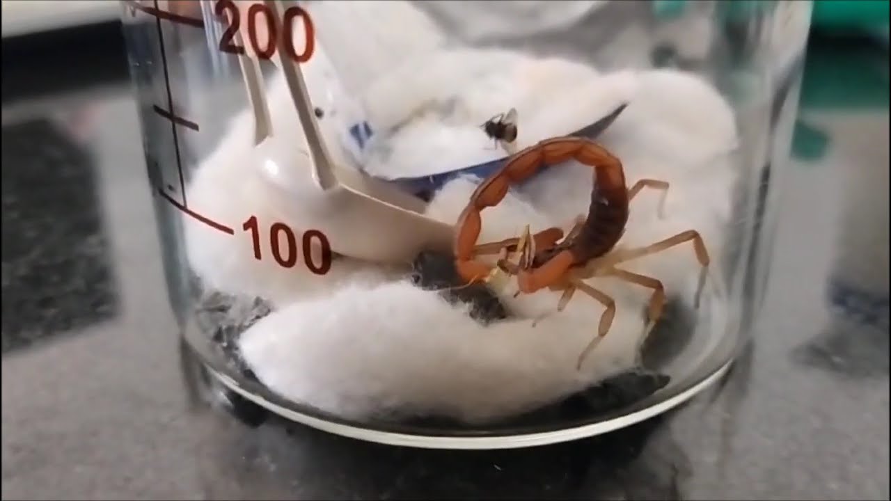 Scorpion vs Mantis: Epic Battle to the Death – Who Will Survive?"