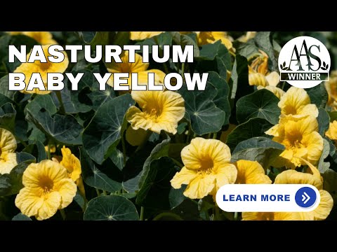 Nasturtium Baby Yellow #aaswinner #gardening #homegardening #allamericaselections