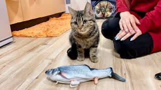 激しく飛び跳ねる魚にびっくりして腰が抜けてしまった子猫w