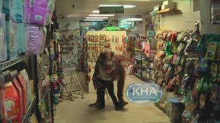 Harlem Shake - Dinosaur Edition - V2