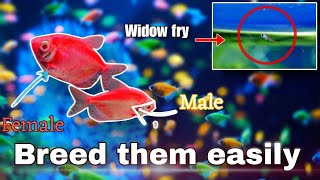 The Ultimate guide to breed Colour Widow tetra’s ||   how to breed widow tetra fish step by step