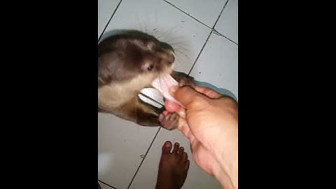 28 APRIL 2023|Kasih makan SIberang-berang Cantik dengan daging#otter #viral #shorts #fyp