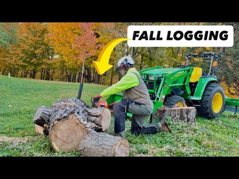 Solo Tree Removal | Timelapse of a One-Man Cleanup - YouTube