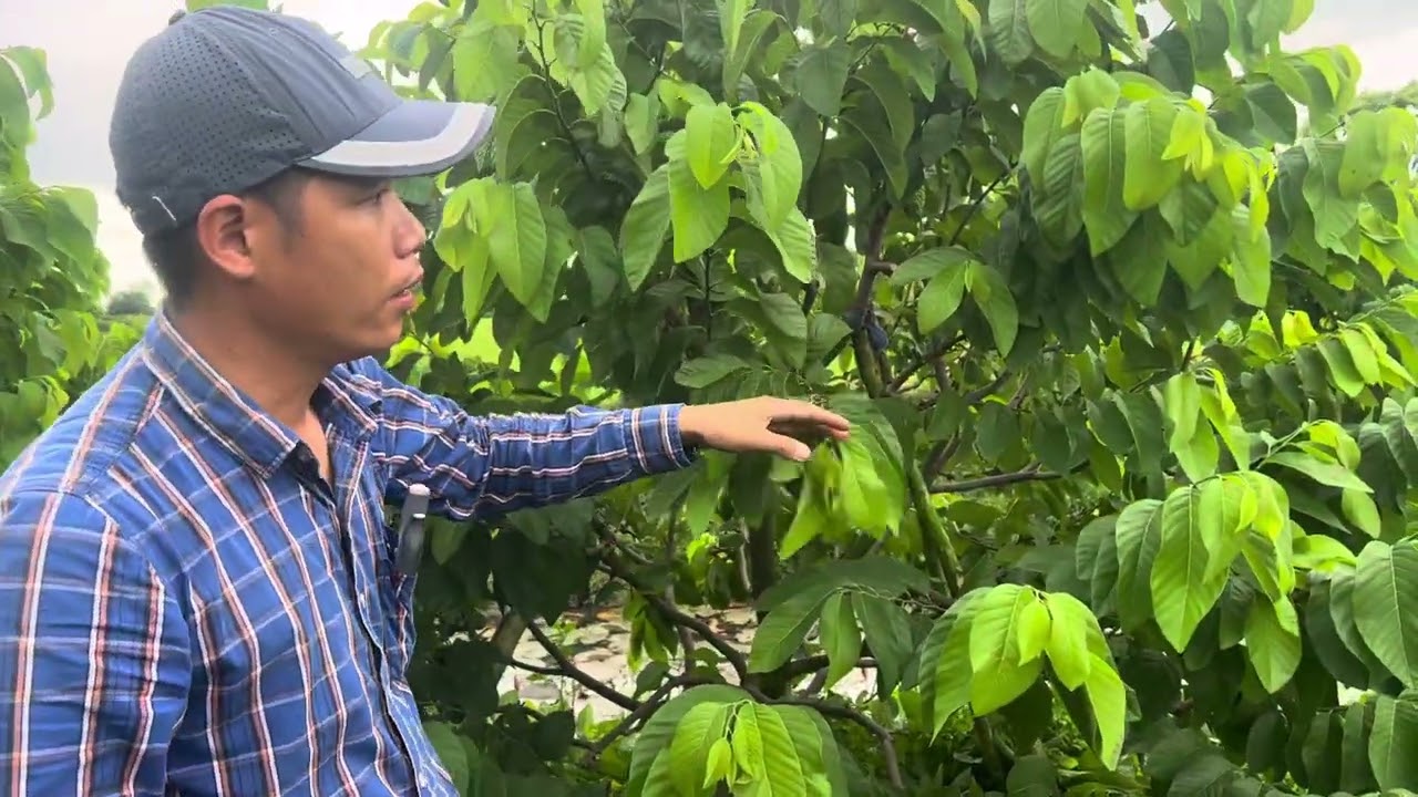 Na thái làm mua mưa như thế nào để đậu trái nhiều và trái lớn nhanh 4/7/2025