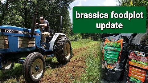 Brassica foodplot update! Armyworms/Fertilizer/Rain