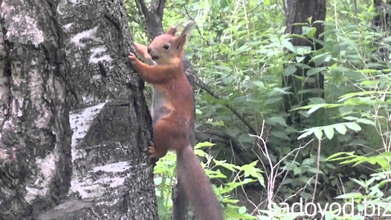 Белка симпатичная лесная жительница впр ответы