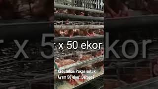 Daily Feed Dosage For 50 Chickens stock personalstock shorts