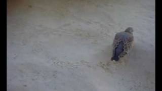 Streptopelia turtur /European Turtle Dove/Tourterelle des bois/ little one  /  GUEMAR