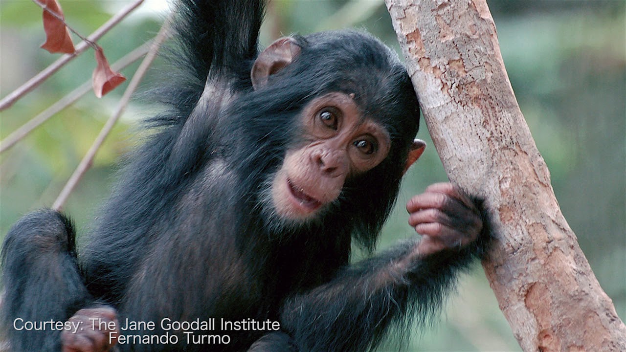 Chimps could hold key to good gut health - YouTube