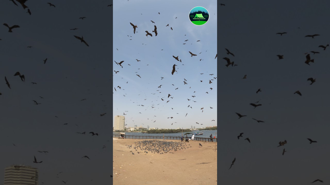 Pigeon At Native Jetty Karachi 