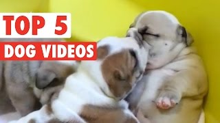 Top 5 Dogs || Funny Puppy Compilation  April 8 2016