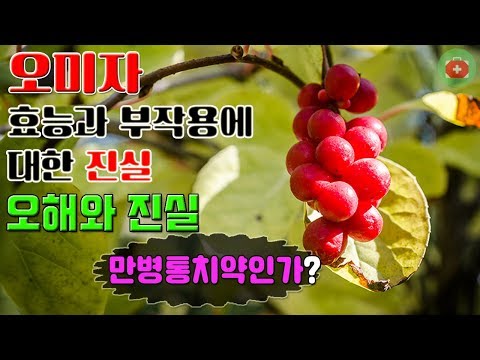 오미자효능