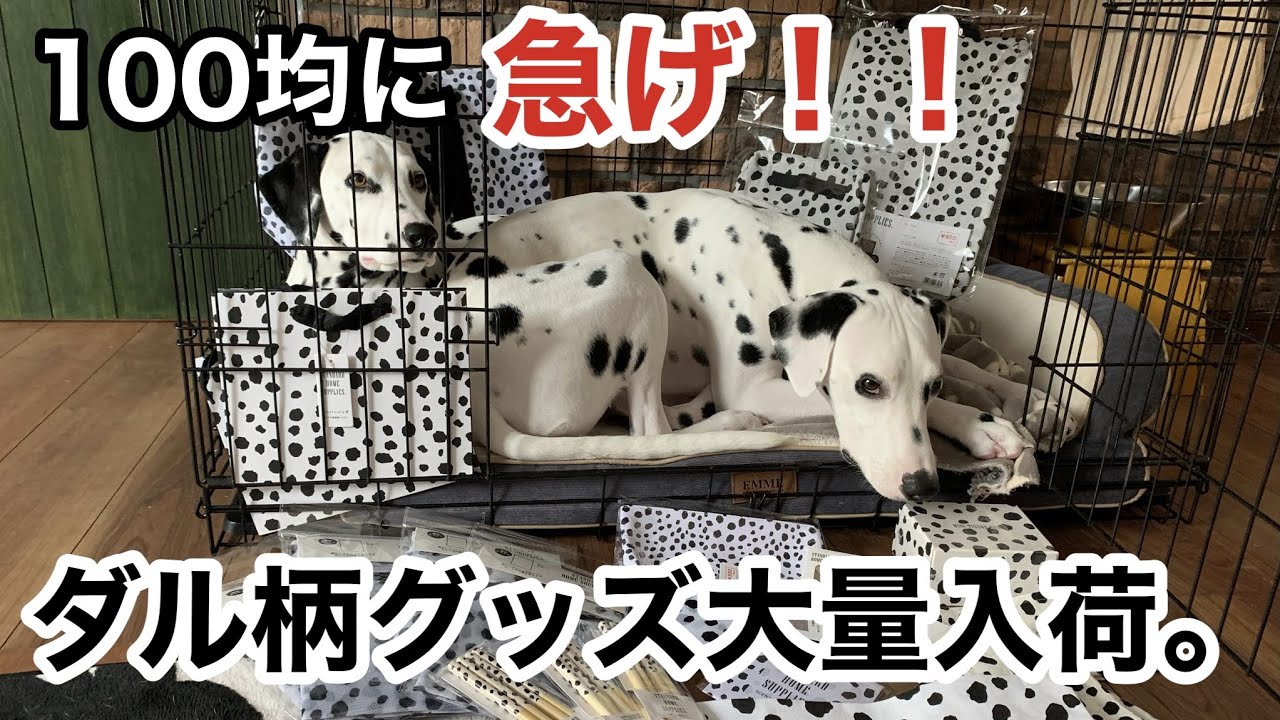 しまむら 現在しまむらで販売されている 101匹わんちゃんのグッズを紹介します しまむら 101匹わんちゃん ダルメシアン Mag Moe