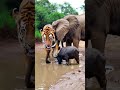#viralvideo #foryou #food #asmr #reelsvideoシvideo #shorts #animals #reelviral #reelsvideo  #sealife