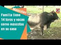 Familia tiene 14 toros y vacas como mascotas en su casa | Mascotas