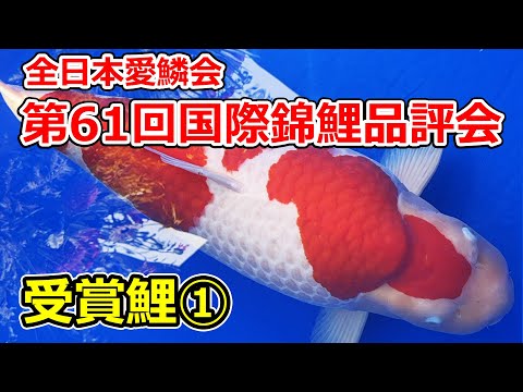 受賞鯉】第61回国際錦鯉品評会 2025年11月15.16日 - YouTube