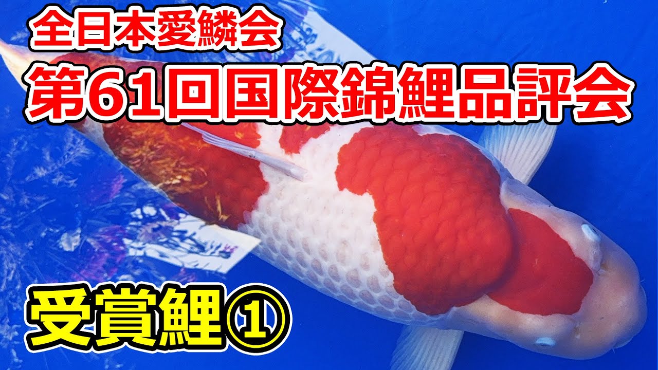 【受賞鯉】第61回国際錦鯉品評会　2025年11月15.16日