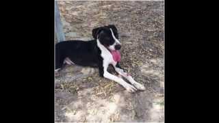 Adopted Challenger, A213371, Neutered Male, Lab Mix, Energetic, Friendly, Fun