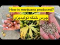 What is marijuana  how it produce  chars new  2022