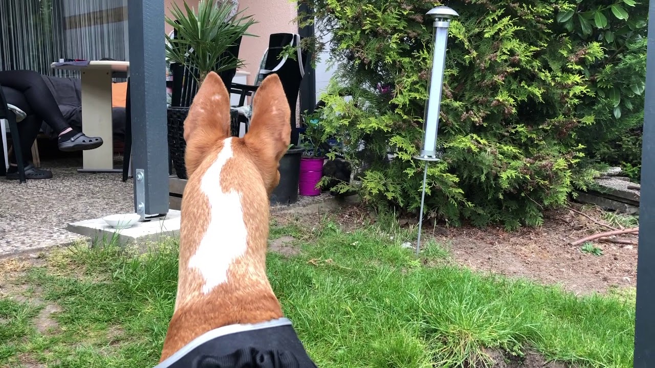 HundeausMallorca.de Amal YouTube