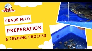 Crabs Feed Preparation & Feeding Process - Astro Aquaculture