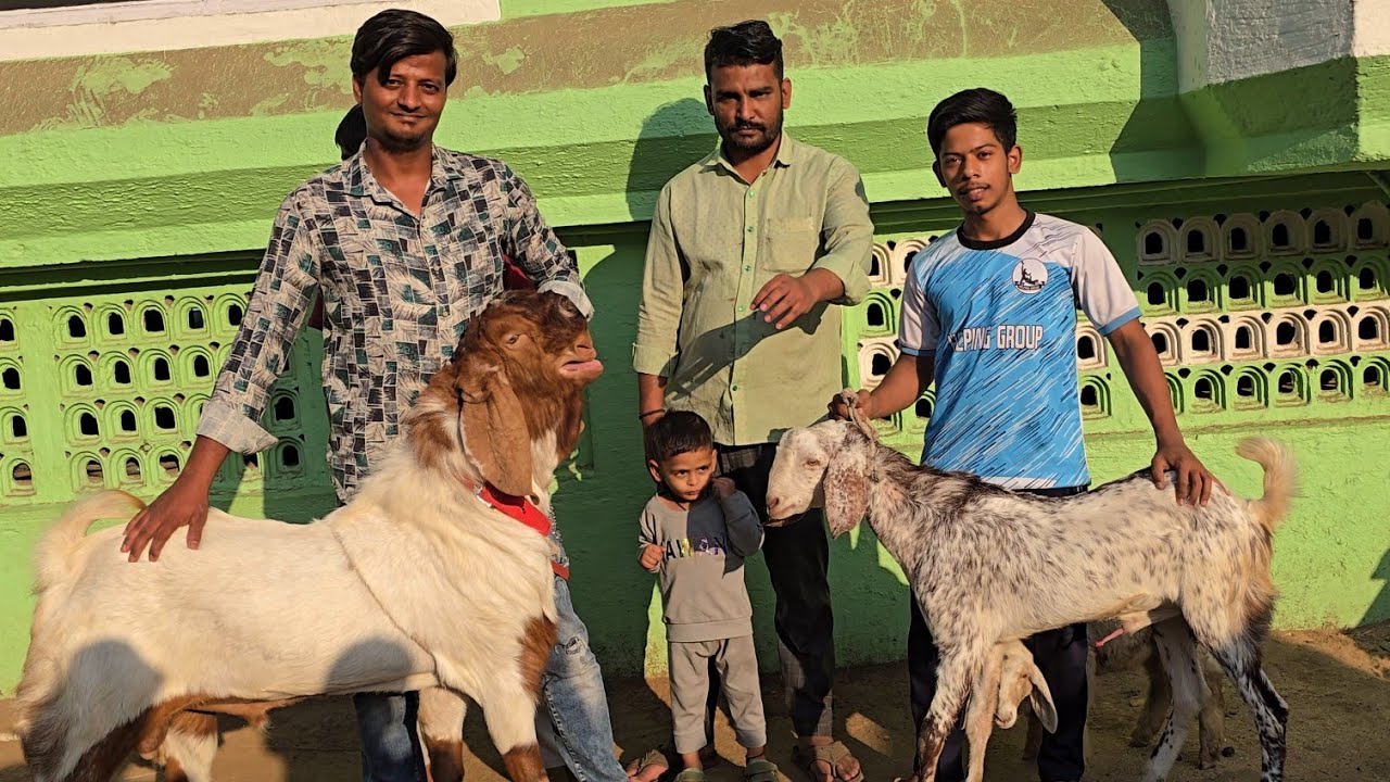 Mera Shouk Khatam😱 Sab Set Vaccinated🔥 Goats Looto Aur Shouk Karo || Taj Bhai Bhiwandi Mumbai ||