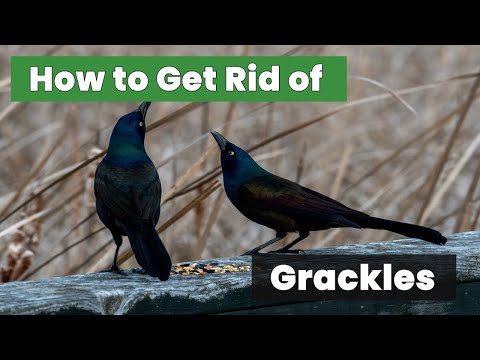 How To Get Rid Of Grackle Birds